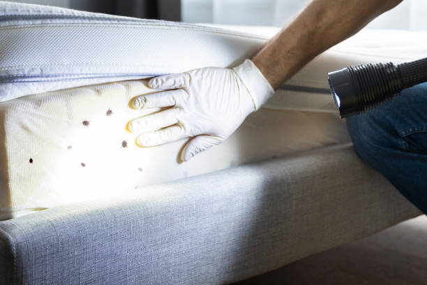 Best Flea Control Services  in Clovis, NM