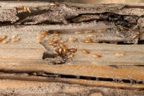 Trusted Clovis, NM Pest Control Experts