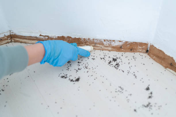 Best Rodent Control Near Me  in Clovis, NM